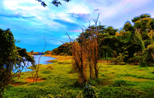 Sky, Grass, Water, Sunrise, Dawn, Morning, Lake, Trees