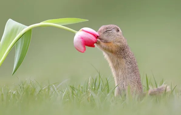 Picture flower, grass, background, Tulip, gopher, rodent