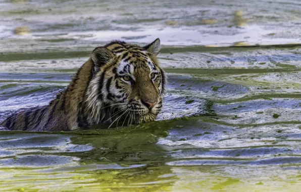 Tiger, predator, bathing, wild cat