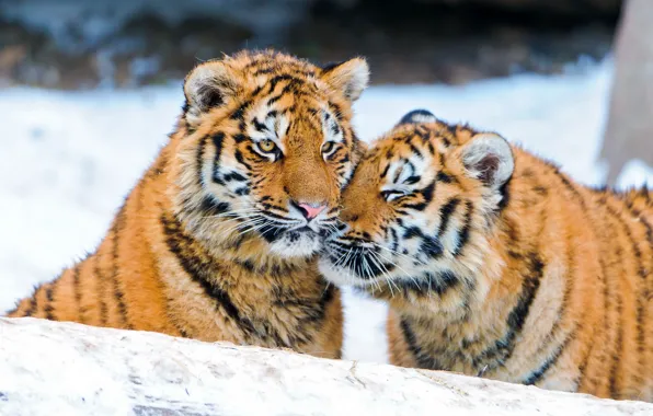 Picture winter, snow, tiger, pair, weasel, the cubs