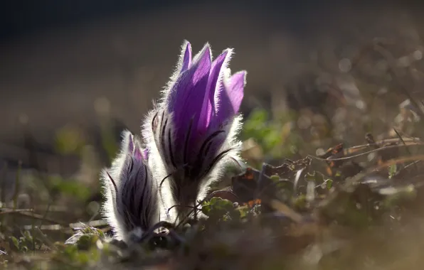 Macro, light, flowers, glade, blur, spring, buds, lilac