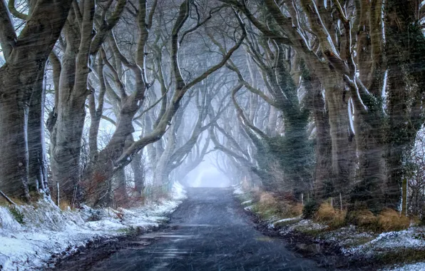 Road, autumn, snow, nature