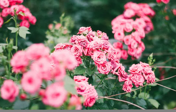 Flowers, roses, the bushes