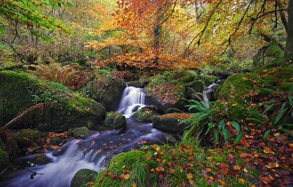 Picture autumn, forest, leaves, river, stream, waterfall, Nature