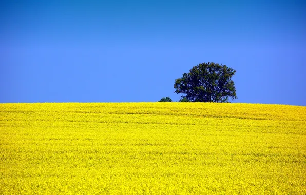 Field, the sky, nature, tree, rape