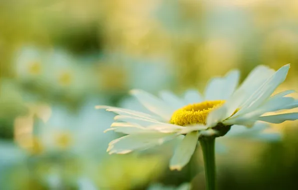 White, flower, macro, petals, Daisy