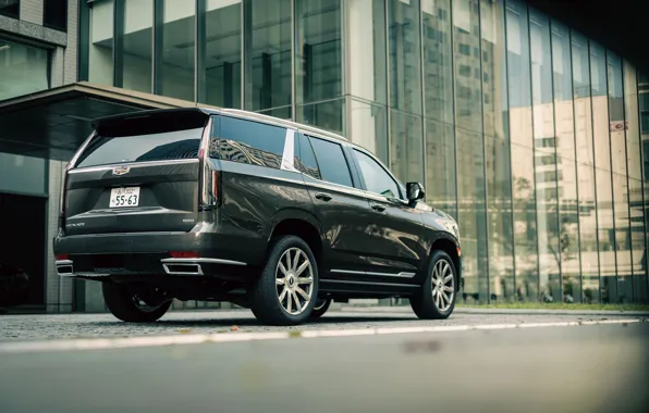 Cadillac, Jeep, Cadillac, Escalade, SUV, Luxury, Rear view, Rear