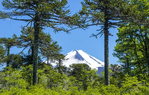 Picture greens, the sky, the sun, trees, mountains, blue, the bushes, Chile