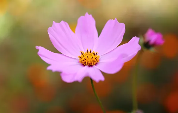 Flowers, background, petals, kosmeya