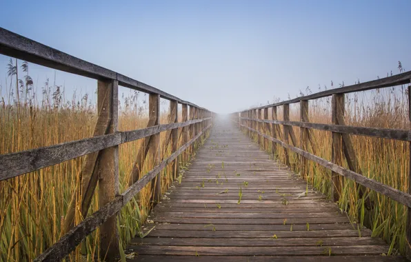 Picture Nature, Road, Fog, Board, Landscape, Railings, The reeds, Flooring