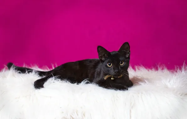 Cat, cat, black, fur, pink background
