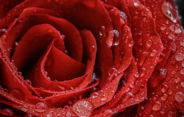 Drops, macro, rose, petals, Bud, red rose