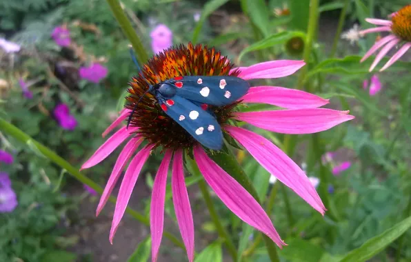 Flower, summer, heat, butterfly, July, Echinacea