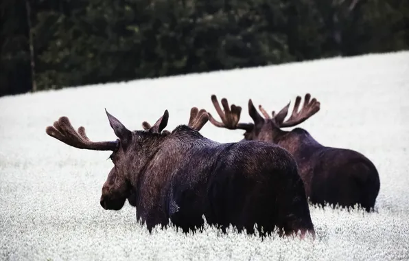 Field, nature, pair, walk, moose, moose, two elk