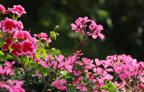 Pink, garden, blooming