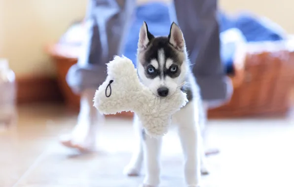 Picture toy, dog, puppy, husky
