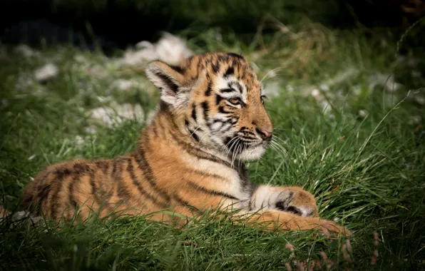 Picture grass, tiger, lies, tiger