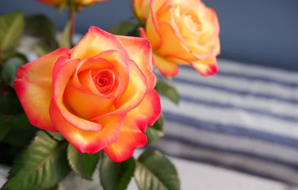 Picture flowers, orange, yellow, strip, background, roses, bouquet, two-tone