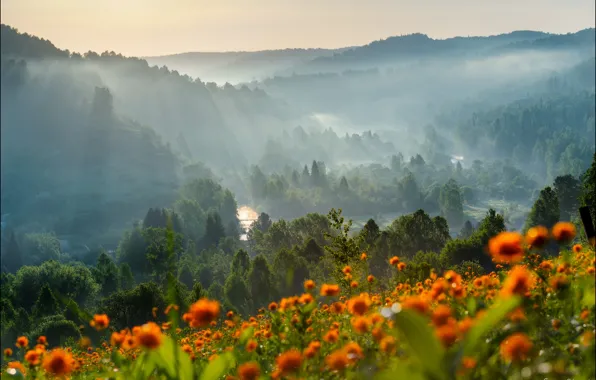 Picture forest, trees, flowers, mountains, nature, dawn, Andrey Shumilin