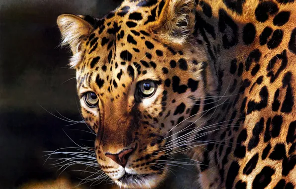 Picture predator, art, leopard, Carl Brenders
