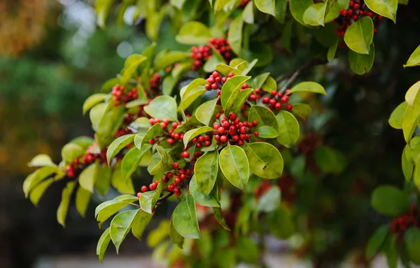 Trees, branches, red, berries