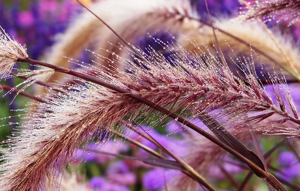 Rosa, morning, morning, dew