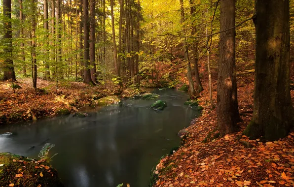 Autumn, forest, leaves, trees, stream, stones, Germany, Bovary