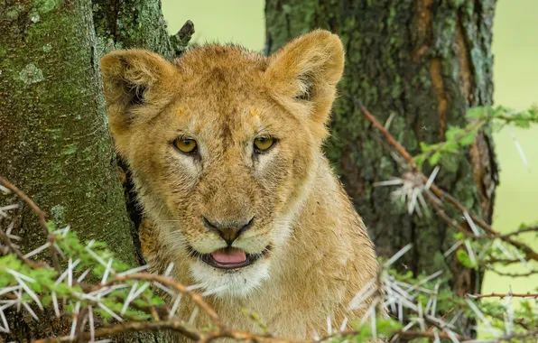 Picture tree, Leo, barb, lion