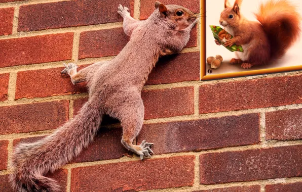 The trick, curiosity, squirrel