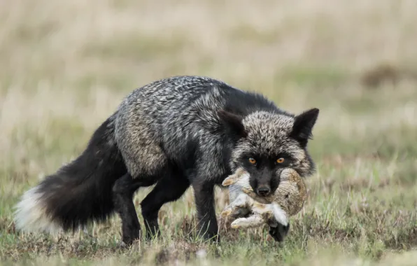 Picture rabbit, Fox, mining, Silver Fox