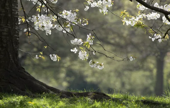 Picture trees, nature, spring