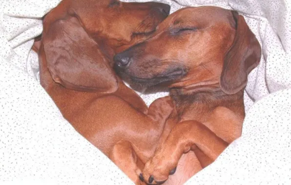 Picture love, animals, pets, dogs love