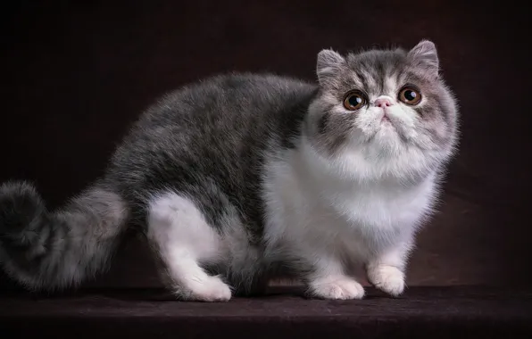 Cat, look, kitty, photoart, Munchkin