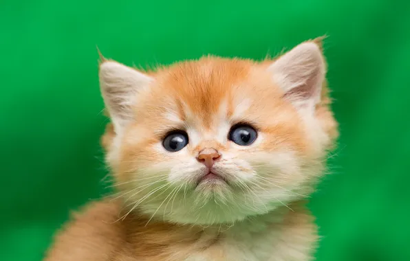 Cat, look, pose, kitty, portrait, baby, red, face