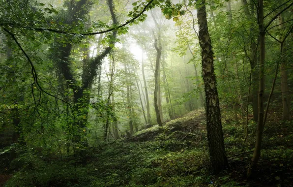 Picture greens, forest, light, fog, thickets, hills, branch, vegetation