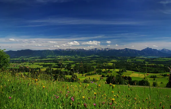 Picture field, the sky, grass, clouds, trees, flowers, mountains, valley