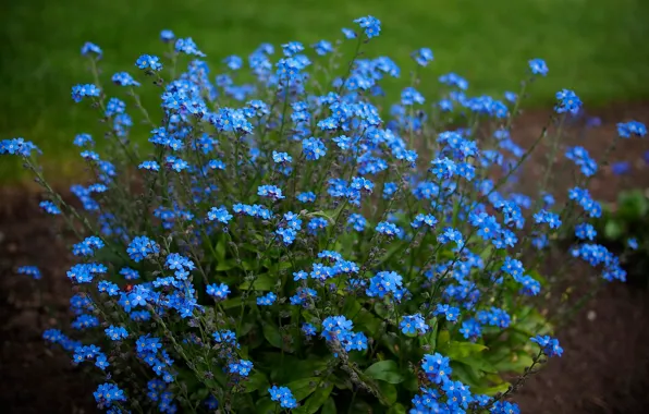 Picture nature, background, forget-me-nots