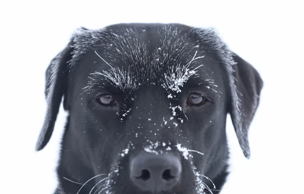 Picture face, frost, dog