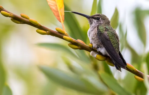 Picture macro, sheet, bird, branch, Hummingbird, kidney