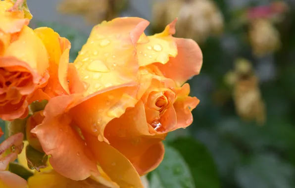 Picture flowers, rose, widescreen pictures, yellow flower