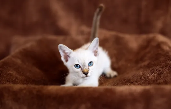 Cat, white, look, kitty, background, baby, fabric, lies