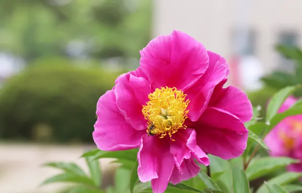 Flower, bee, background, pink, spring, garden, bokeh, peony