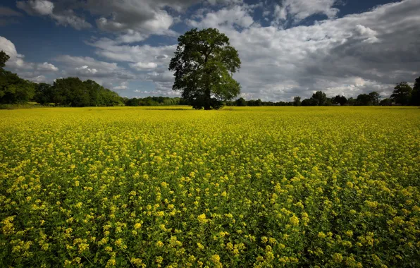 Field, summer, flowers, tree, spring, yellow, meadow, rape