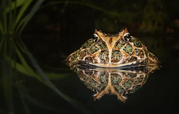 Nature, pond, toad