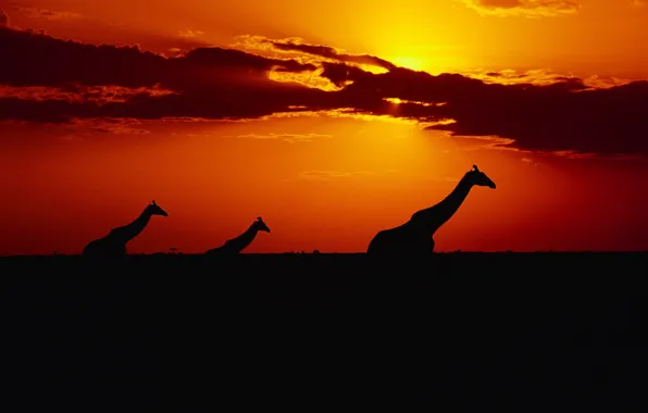 Picture the sky, the sun, sunset, Giraffes
