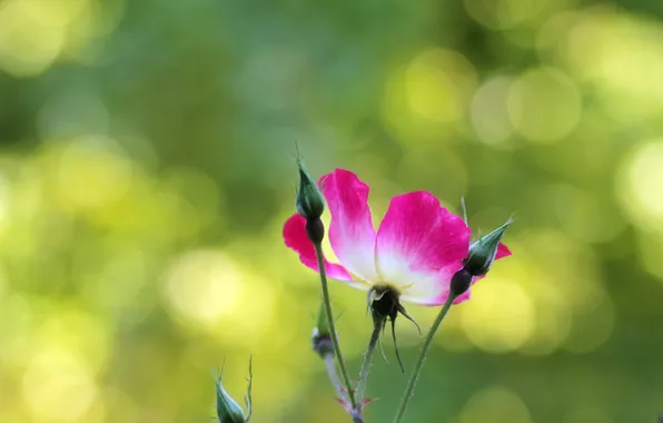 Greens, macro, light, flowers, glare, background, green, plant