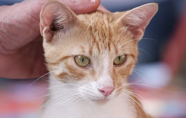 White, hands, red, weasel, kitty