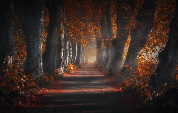 Road, autumn, trees, nature