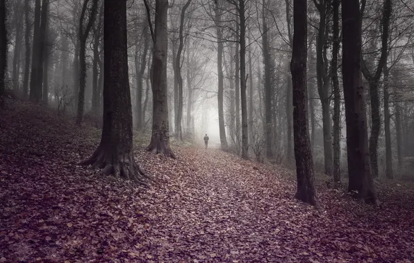 Picture man, forest, fog, road, trees, leaves, autumn, leaves