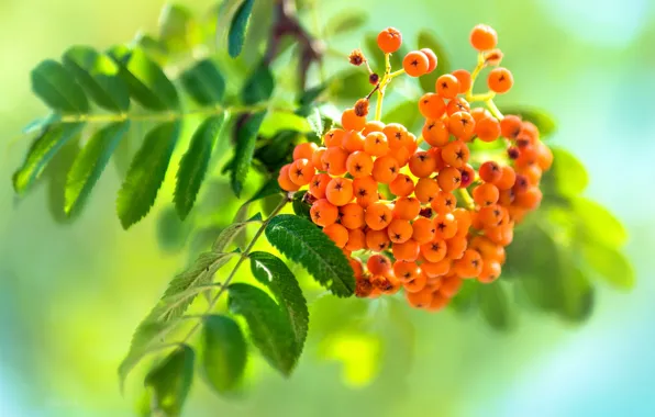 Leaves, macro, berries, Rowan, bokeh